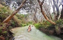 dingosfraserisland_75566972_987442881605385_8730168387360620989_n.jpg