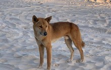 discoveryfraserisland_71328523_520408255182847_3123269425113489464_n_0.jpg