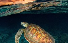 endlessoceans_au_74600058_405866363639018_995808373809101900_n.jpg