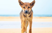 eurongbeachresort_25022309_1287156291430530_1968895630772273152_n_0.jpg