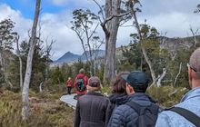 forest-walk-tasmania.jpeg