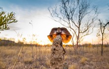 golden_hour_photography_70719157_909764342730169_2166974734270570094_n.jpg