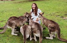kangaroos-tasmania.jpg