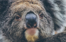 koala.jpg