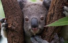 koala_desktop_mob_1024x768.jpg
