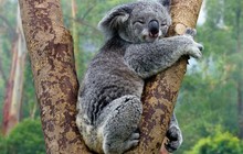 koala_donate.jpg