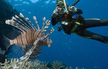 lionfish.jpg