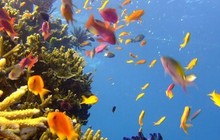 mygreenfootprint_67366015_494251697790916_610433846074914235_n.jpg
