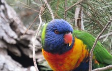 nullarbortravel_17661961_2000795060147889_143881258387111936_n.jpg