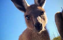 nullarbortravel_47693509_442081496327313_8414526771685434609_n.jpg
