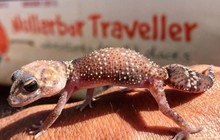 nullarbortravel_51551307_265922360970432_3217486413089599819_n.jpg
