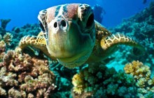 prodivecairns_43913356_282131072414781_600723800161172327_n.jpg