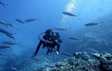 prodivecairns_52051188_2192993807620592_8136385686829185137_n.jpg