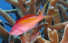 sunloverreefcruises_67409940_160963458292557_4531699856322009591_n.jpg