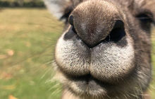 tasmania-tours-2023-18.jpg