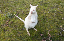 tasmania-tours-2023-47.jpg