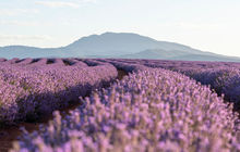 tasmania-tours-2023-70.jpg