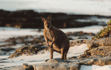 tasmania-tours-2023-82.jpg