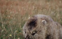 tasmania-tours-2023-83.jpg