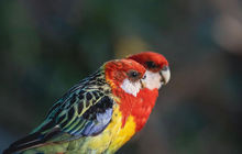 tasmania-tours-2023-86.jpg