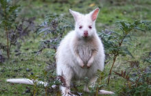 tasmania-tours-2023-91.jpg