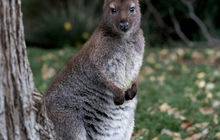 tasmania-tours-2023-99.jpg