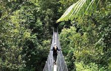 tasmania-tree-top-walk.jpeg