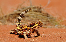 thorny-devil-16-as-Smart-Object-1.jpg