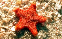 tosia-queenslandensis-cairns-great-barrier-reef-getaway-holiday-apartment_0.jpg