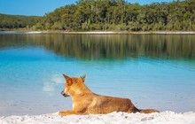 visitfraserisland_72462383_516253429212804_397734087432546033_n_0.jpg