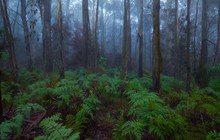 visitgreatoceanroad_70010651_191229025228555_3769029431360810042_n.jpg