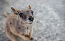wallabies-granite-gorge-billy-tea-safaris.jpeg