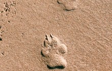 wearefrasercoast_73387377_825513891235509_997119032279284663_n.jpg