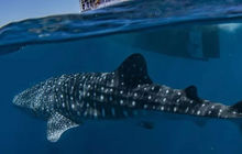whalesharkdive.jpg