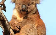 wildlifephotographyrickd_67682274_345241696389870_2607209499511614881_n.jpg