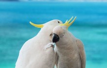 wotifcom_70791521_150205406228158_4684471960330812039_n_2.jpg