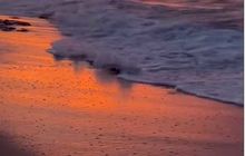 Baby-Turtles-at-Exmouth---Autopia-Tours.jpg