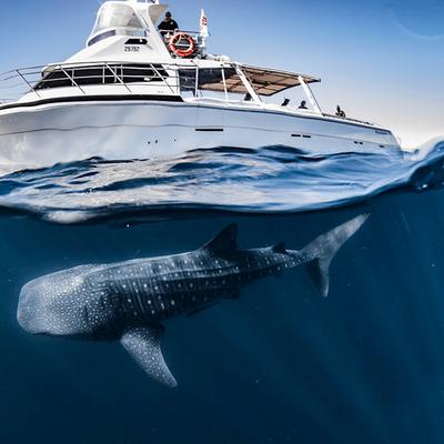 1 Day Whale Shark Snorkel Adventure