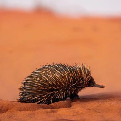 6 Day Perth to Exmouth