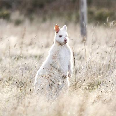 1 Day Bruny Island Tour