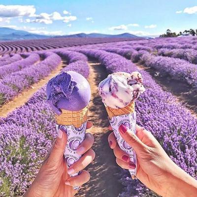 1 Day Port Arthur & Lavender Farm