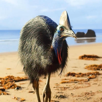 1 Day Cape Tribulation Tour