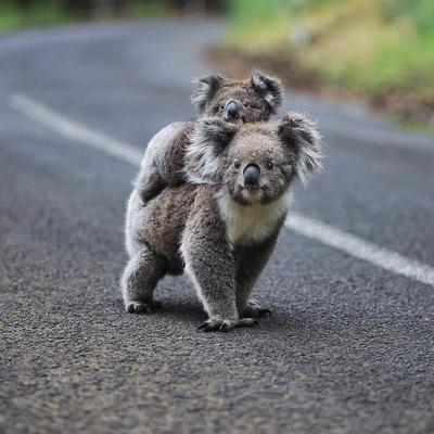 3 Day Great Ocean Road & Grampians
