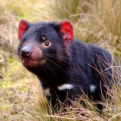 1 Day Port Arthur & Tasmania Devil