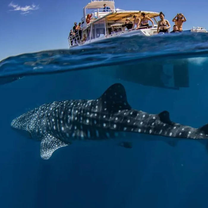 whalesharkdive.jpg