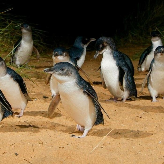 Bunyip Tours Phillip Island Penguin Parade Ultimate Eco tour