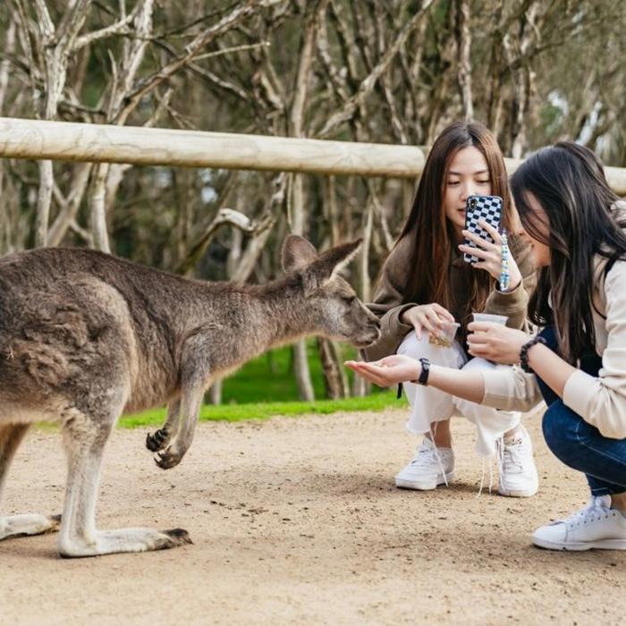 Bunyip Tours Phillip Island Penguin Parade Ultimate Eco tour