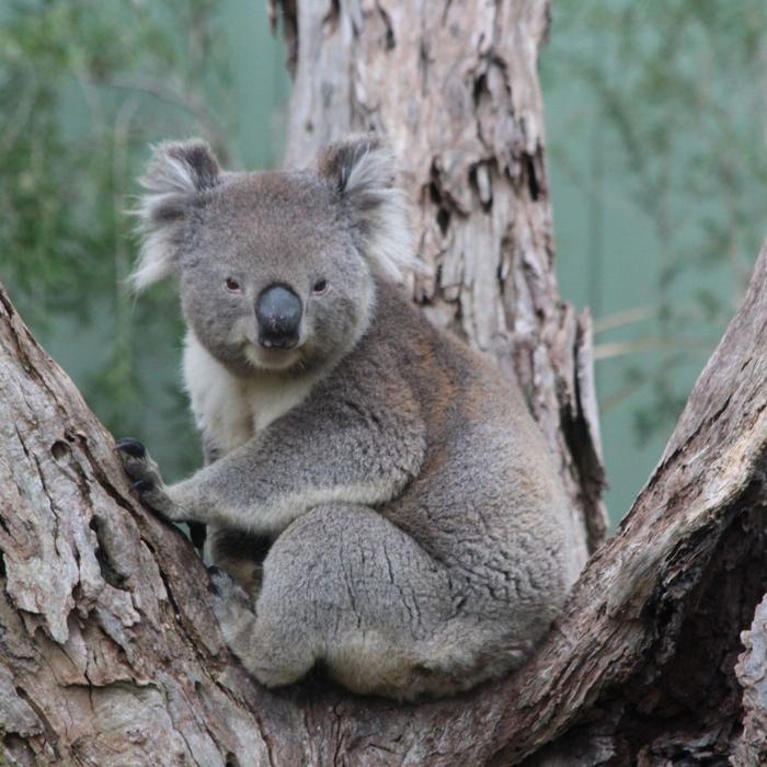 Bunyip Tours Phillip Island Penguin Parade Ultimate Eco tour