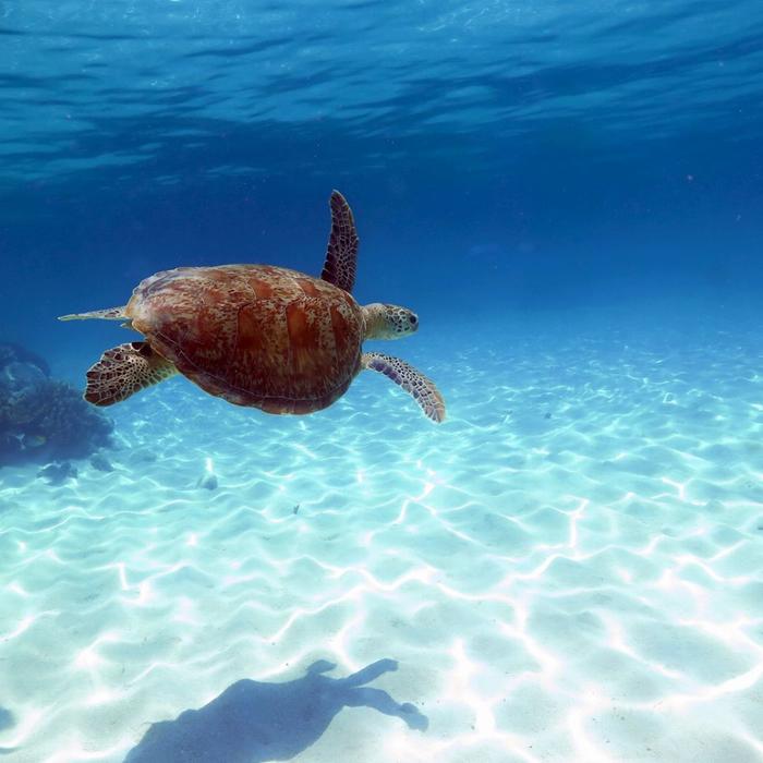 Ocean Spirit Cruises Ocean Spirit Michaelmas Cay Day Trip