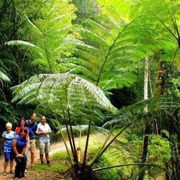 Discovery Tours Rainforest & Waterfalls Half Day Tour